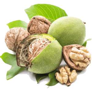 خرید نهال گردو هارتلی