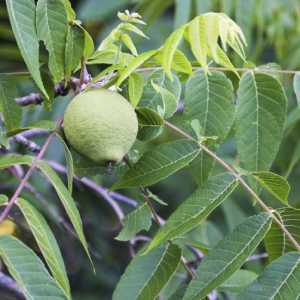 خرید نهال گردو اسرائیلی