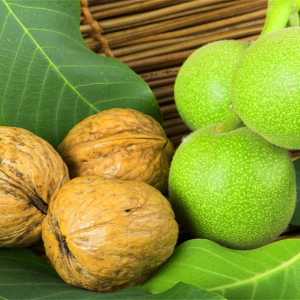 خرید نهال گردو پدرو