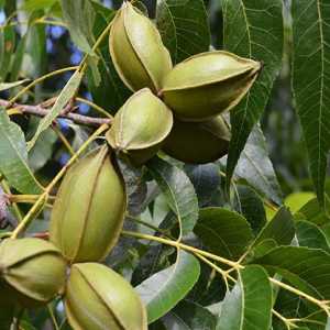 خرید نهال گردو پکان