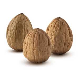 خرید نهال گردو تخم مرغی