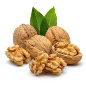 خرید نهال گردو جمال