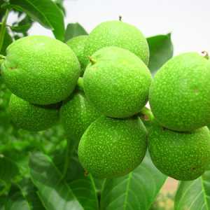 خرید نهال گردو چندلر