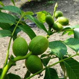 خرید نهال گردو چندلر