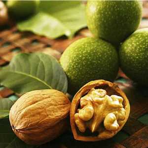 خرید نهال گردو روند