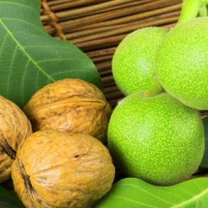 خرید نهال گردو روند