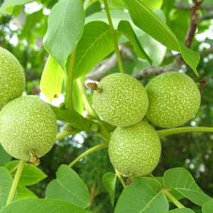 خرید نهال گردو روند