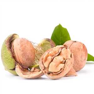 خرید نهال گردو ژنوتیپ برتر