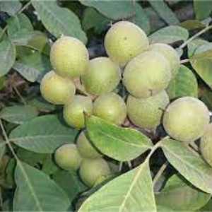خرید نهال گردو ژنوتیپ برتر