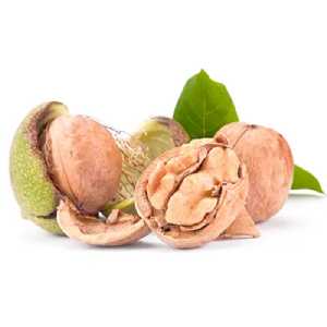 نهال گردو ژنوتیپ تیپ 4