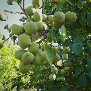 نهال گردو ژنوتیپ تیپ 4