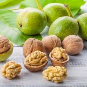 خرید نهال گردو ژنوتیپ مراغه