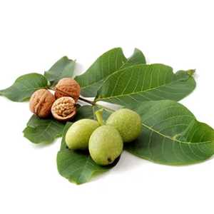 خرید نهال گردو فرنت