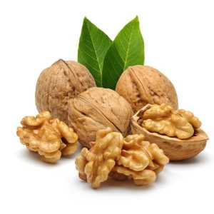 خرید نهال گردو فرنور