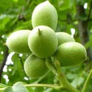 خرید نهال گردو لارا