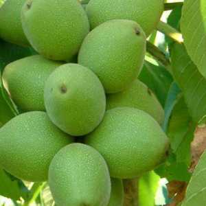 خرید نهال گردو لارا