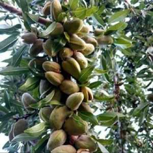 خرید نهال بادام آذر خوشه ای