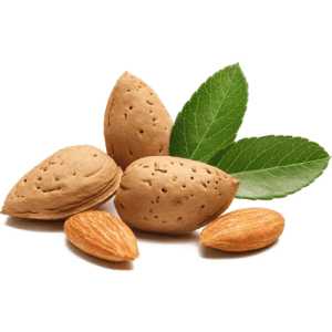 خرید نهال بادام آذر خوشه ای