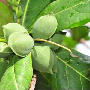 خرید نهال بادام آذر خوشه ای