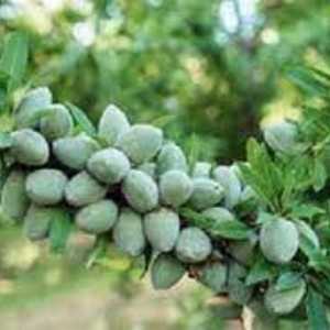 خرید نهال بادام اسپانیایی