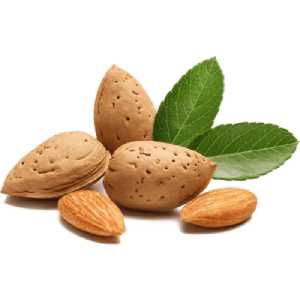 خرید نهال بادام اسپانیایی