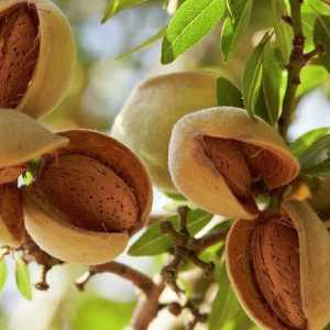 خرید نهال بادام تونو