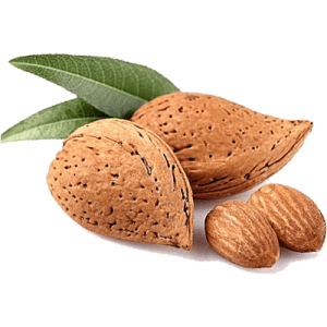 خرید نهال بادام حریر