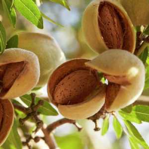 خرید نهال بادام حریر
