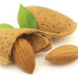خرید نهال بادام ربیع