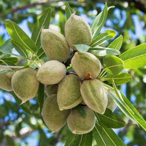 خرید نهال بادام ربیع