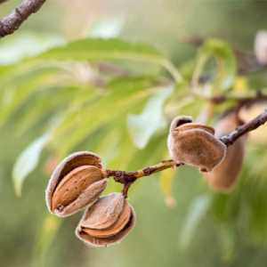 خرید نهال بادام مامایی سامان