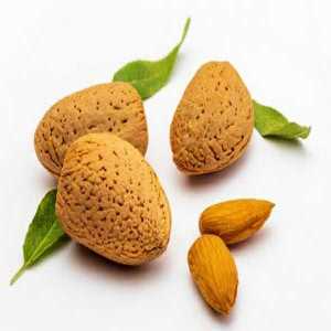 خرید نهال بادام سوپرنوا