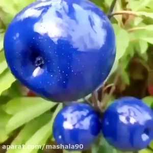 خرید نهال سیب آبی