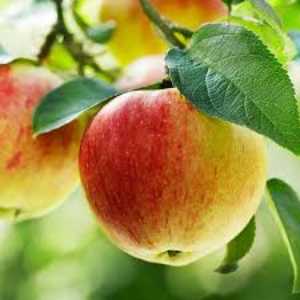 خرید نهال سیب رندرز
