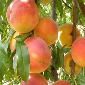 خرید نهال هلو آلبرتا