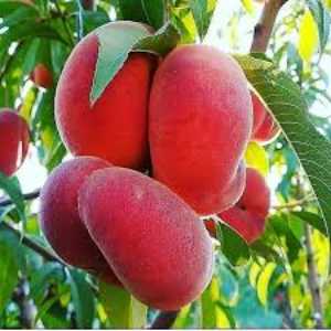 خرید نهال هلو انجیری خونی