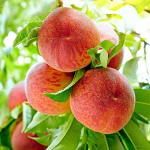 خرید نهال هلو جوادی
