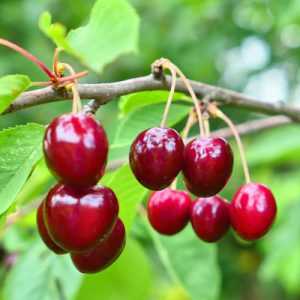 خرید نهال آلبالو خوشه ای مورلو