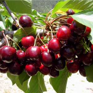 خرید نهال آلبالو خوشه ای مورلو