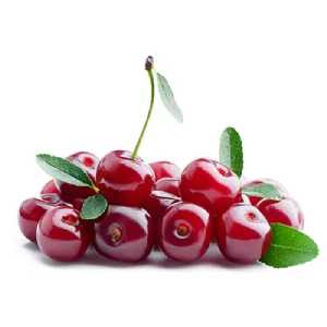 خرید نهال آلبالو سیکانی