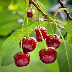 خرید نهال آلبالو گوشواره ای