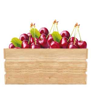 خرید نهال آلبالو گوشواره ای
