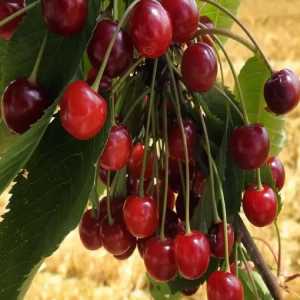خرید نهال آلبالو گوشواره ای