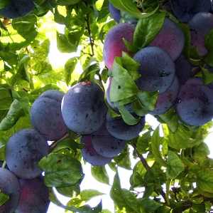 خرید نهال آلو اختری