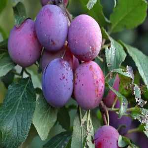 خرید نهال آلو خرمایی