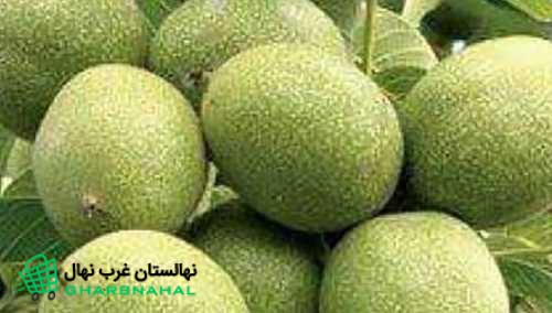 بررسی مشخصات نهال گردو اسرائیلی