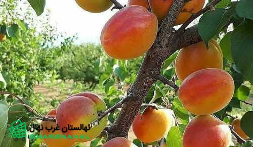 بررسی مشخصات نهال زردآلو عسگر آبادی