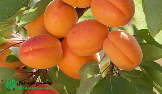 نهال زردآلو شاهرودی