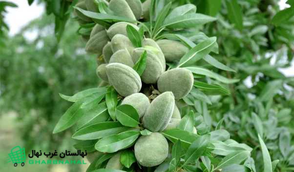 بررسی مشخصات نهال بادام آذر