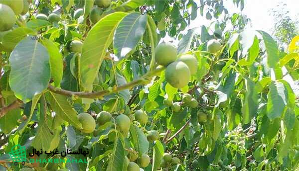 3 نهال پرسود و اقتصادی گردو